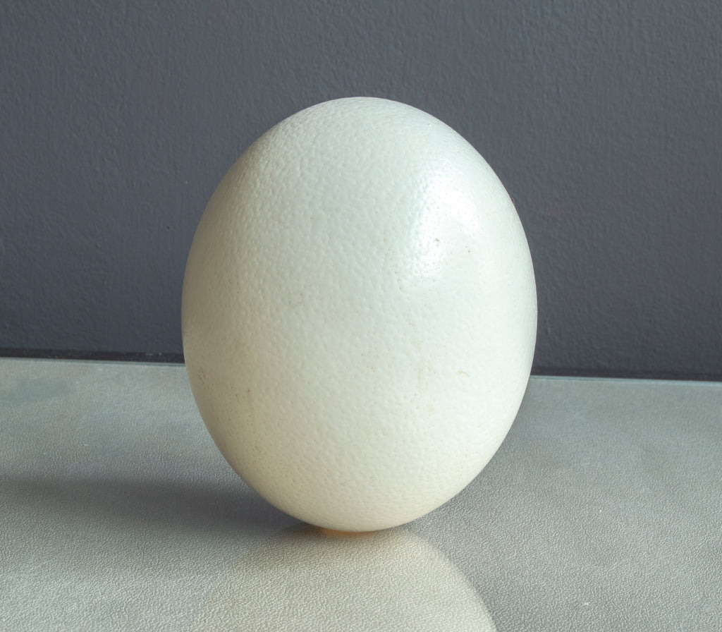Cream Ostrich Egg