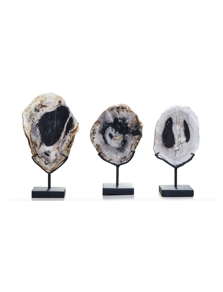 Three Slices of Petrified Wood on stands